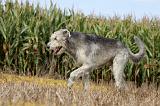 IRISH WOLFHOUND 156